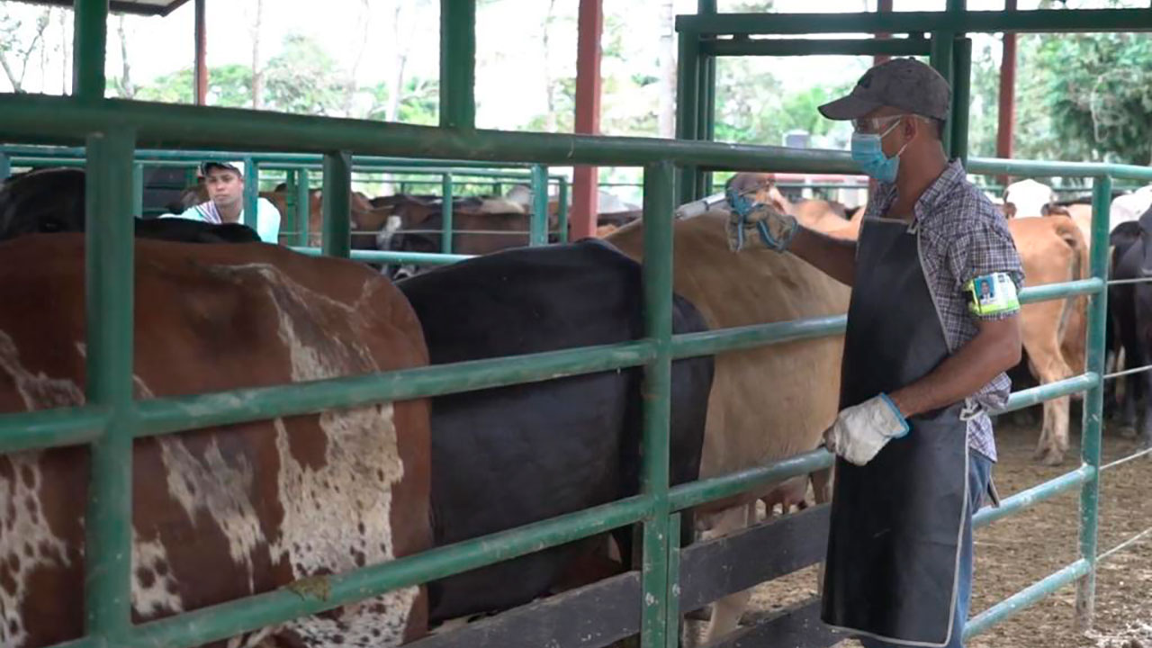 Organización Mundial de Sanidad Animal reconoce que toda la frontera con Venezuela está libre de aftosa