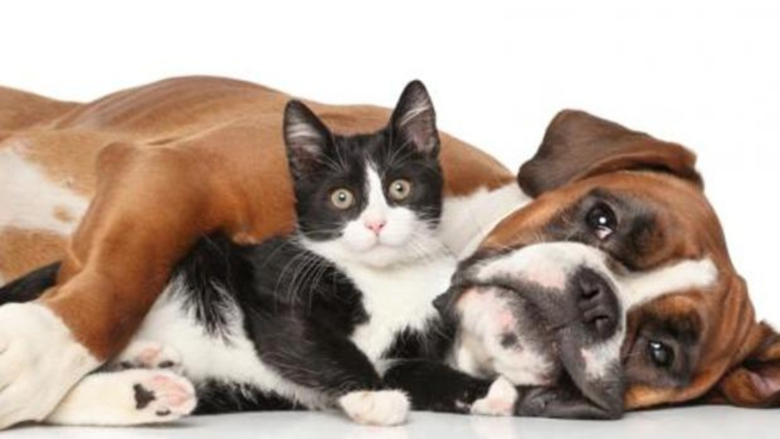 22 perros y gatos han sido envenenados en los últimos días.