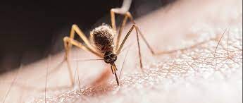 Alerta por aumento de malaria o paludismo en Colombia