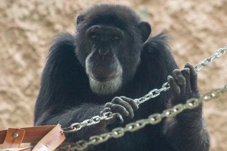 Procuraduría pidió claridad en los procedimientos de rescate de dos chimpancés muertos en el Bioparque Ukumarí - Redes Sociales