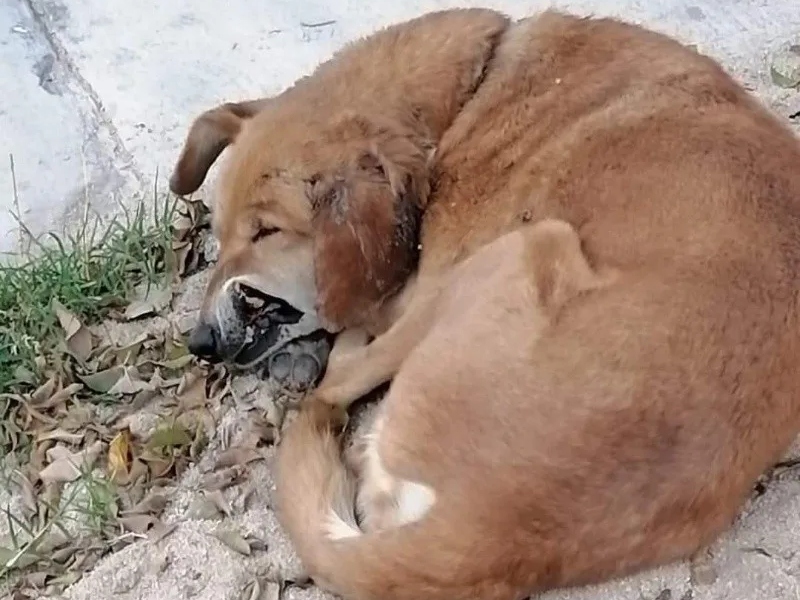 perrita perdida fue lanzada desde un puente vehicular - Google