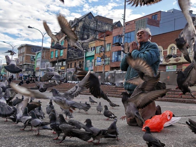 Palomas del 20 de Julio recibirán atención veterinaria - Google