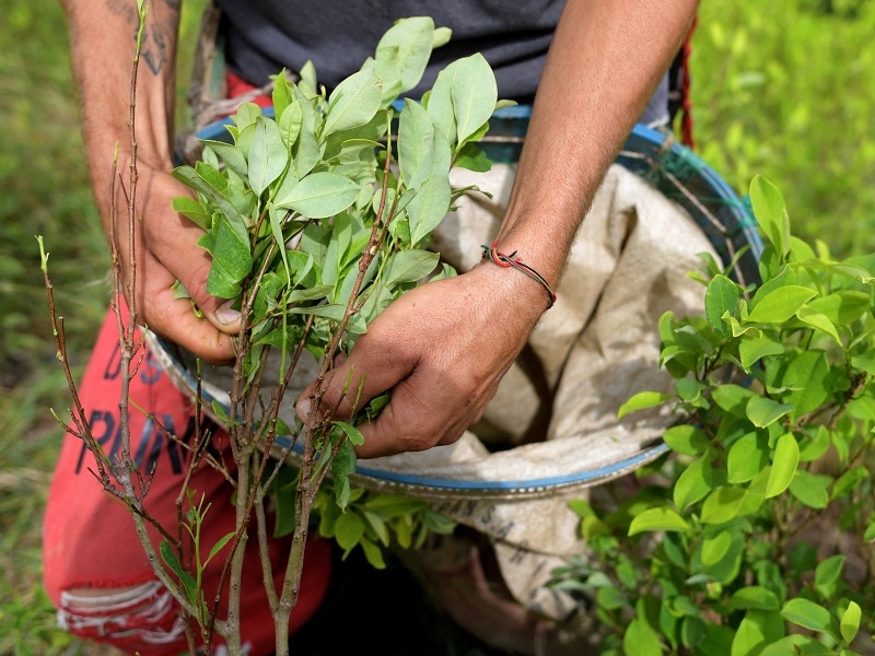 Colombia alcanzó niveles históricos de cultivos de coca y producción de cocaína en 2022 - Google