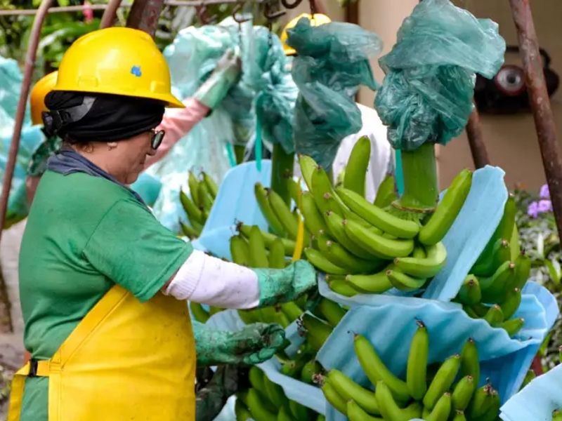 Rusia prohíbe importación de bananos y ciertas flores desde Ecuador - Google