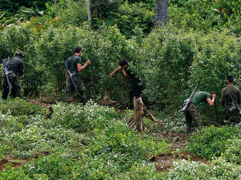 Comenzó la erradicación forzosa de cultivos de coca en varias zonas del país - Google