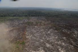 Intervención judicial contra la deforestación en el Parque Nacional Natural Chiribiquete.