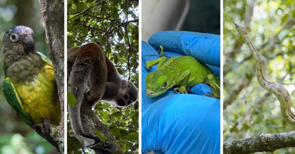 59 animales rescatados en Bogotá, liberados por el Distrito en reserva del Meta.