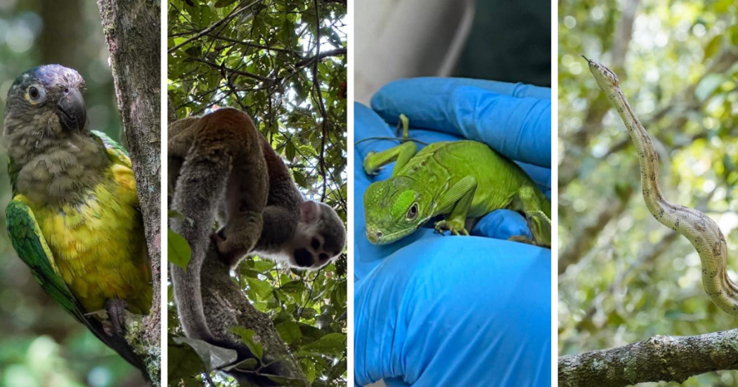 59 animales rescatados en Bogotá, liberados por el Distrito en reserva del Meta