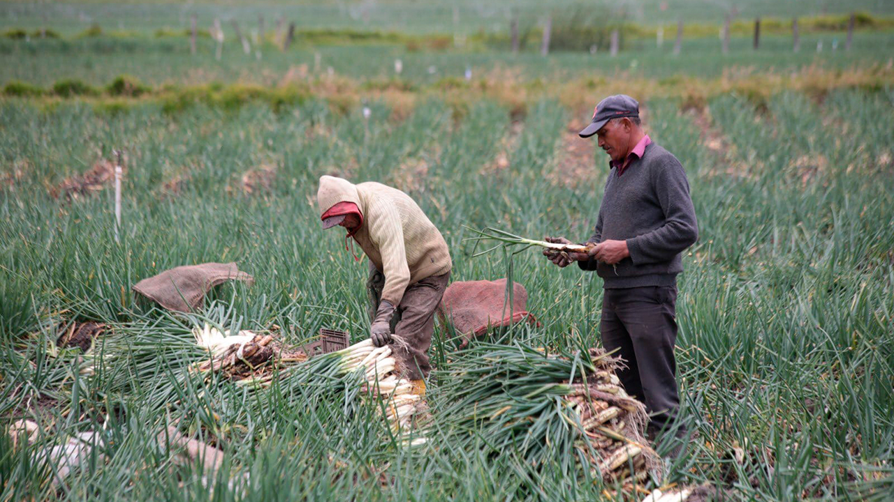 Agro colombiano genera 4,8 millones de empleos y marca la tasa más baja de desocupación en seis años para un mes de enero