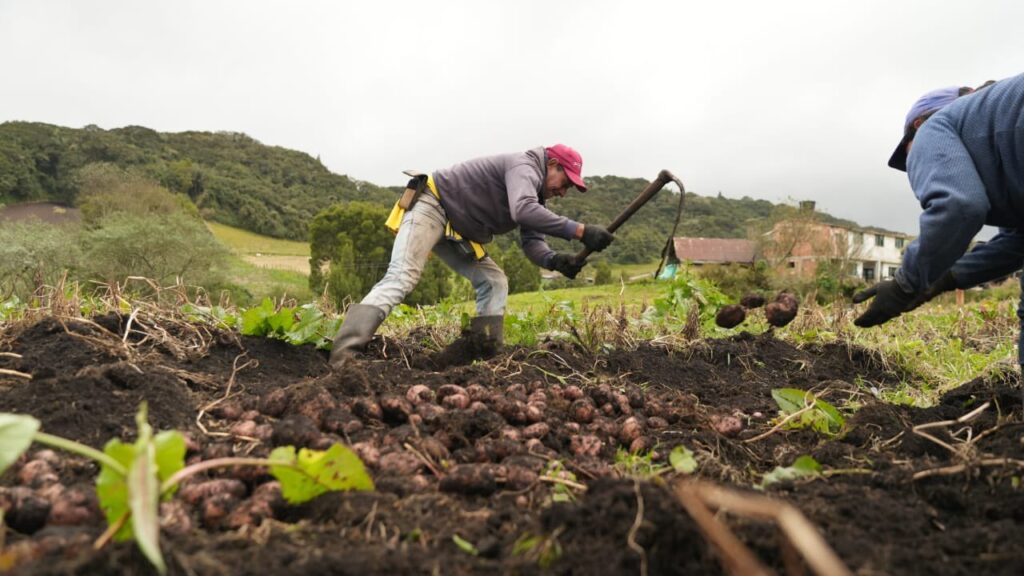 Sector agrario jalonó creación de 381.000 empleos nuevos en marzo de 2025.
