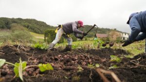 Sector agrario jalonó creación de 381.000 empleos nuevos en marzo de 2025.