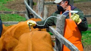 Arrancó primer ciclo de vacunación contra fiebre aftosa, brucelosis bovina y rabia de origen silvestre.