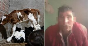 Judicializado propietario del predio donde operaba matadero ilegal en Suba.