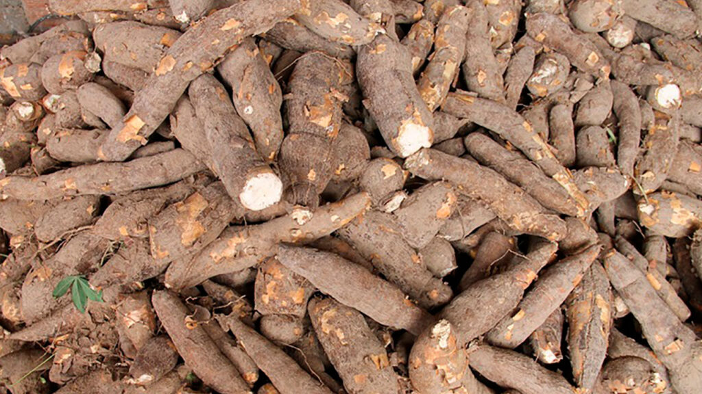 2.500 familias del Cesar conformarán Territorio Campesino Agroalimentario para conservar la soberanía alimentaria.