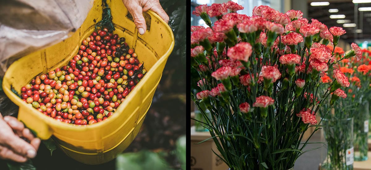 Café, flores y aceite de palma jalonaron exportaciones del agro en abril de 2025
