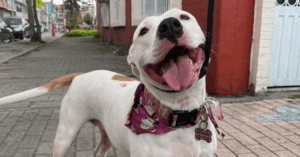 Jornada de esterilización gratuita para perros y gatos en María Paz, Kennedy.