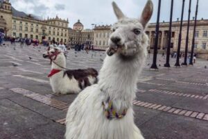Alcalde Galán hizo importante anuncio sobre las llamas en Bogotá - Foto: Protección Animal
