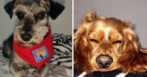 Fiscalía condenó a agresores de animales en tiendas de mascotas de Bogotá.