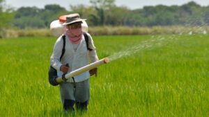 Vía libre de la SIC al acuerdo entre productores e industriales para estabilización del sector arrocero.
