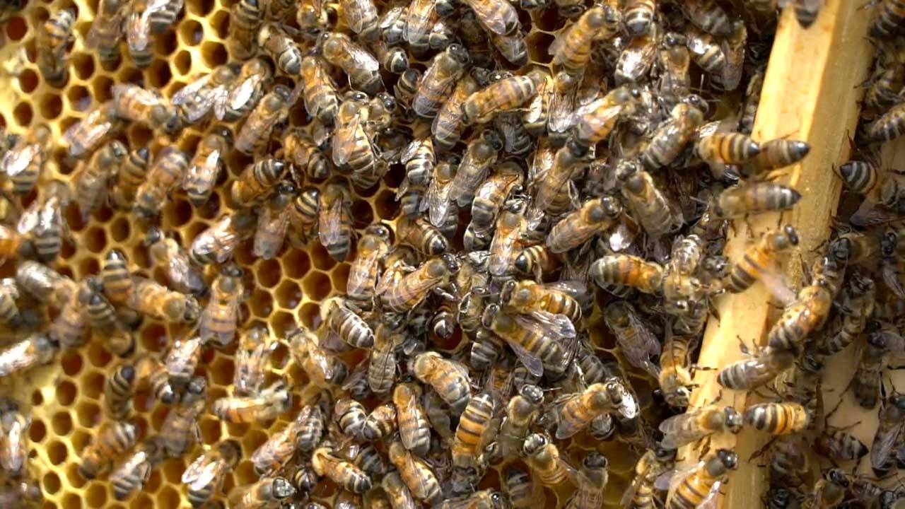 120 familias de Arauca fortalecen cadena productiva de apicultura