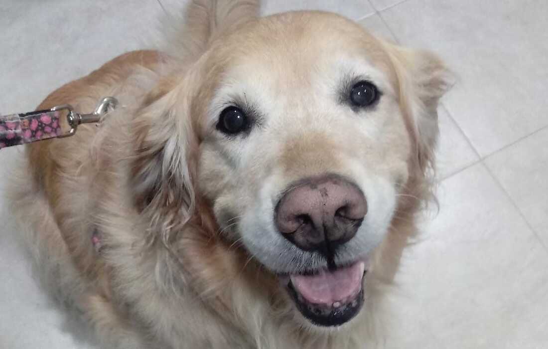 ¡Rescate Heroico en Usaquén! Samantha y sus dos amigos felinos, a salvo del maltrato.