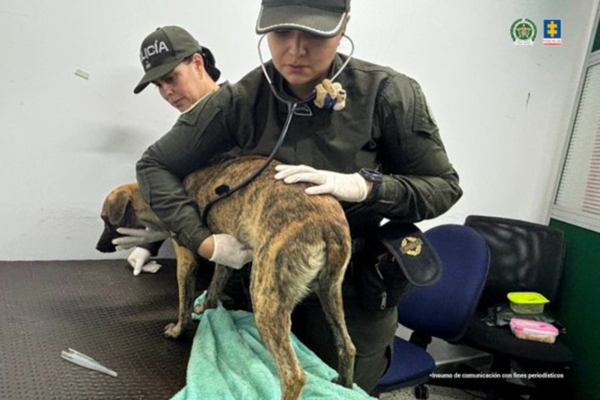 Fiscalía imputó a un hombre que agredió brutalmente a un perro en Bolívar - Foto: Cortesía
