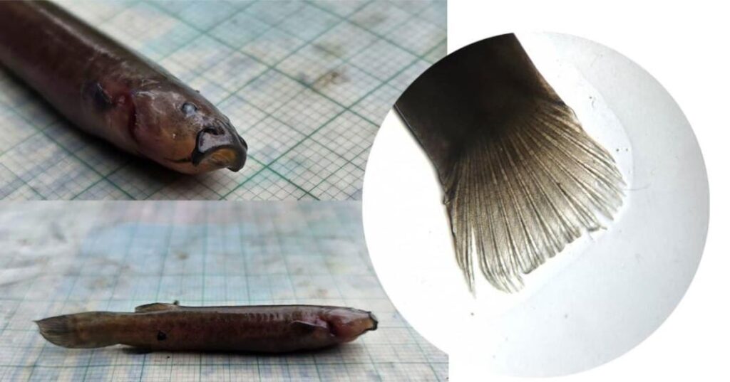 Por primera vez hay registro del pez capitán de la sabana en la Reserva Distrital de Humedal La Conejera.