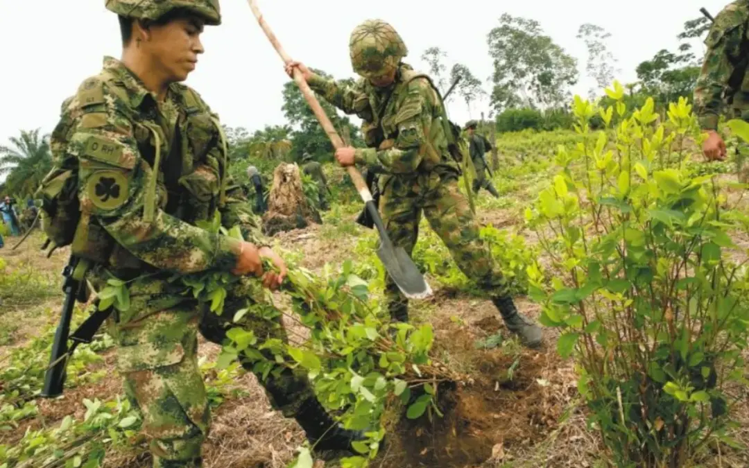La erradicación manual de coca en Colombia se mantiene en mínimos históricos en 2026. Aunque hay un leve repunte frente a 2025, las cifras del Ministerio de Defensa confirman un cambio drástico en la política antidrogas del país - Foto: Redes sociales