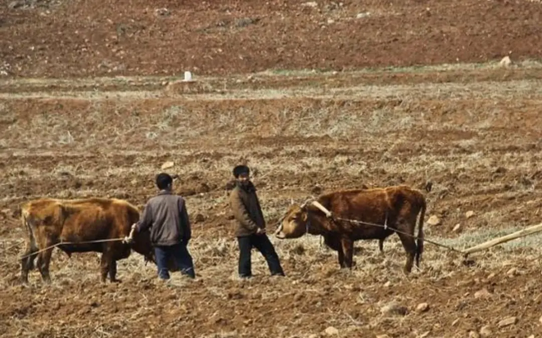 Corea del Norte enfrenta una "sequía sin precedentes" que amenaza sus cosechas de trigo y cebada - Foto: Redes sociales