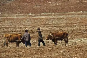 Corea del Norte enfrenta una "sequía sin precedentes" que amenaza sus cosechas de trigo y cebada - Foto: Redes sociales