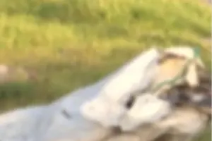 Hallazgo de un cuerpo envuelto en bolsas conmociona a la localidad de Kennedy, Bogotá. La Policía Metropolitana investiga el crimen tras la alerta de un reciclador - Foto: Captura de video