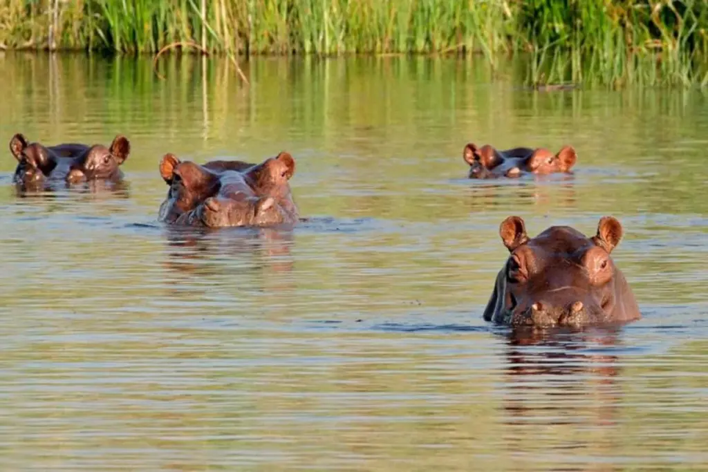 El Ministerio de Ambiente de Colombia confirma el inicio de la eutanasia para 80 hipopótamos de Pablo Escobar - Foto: Redes sociales