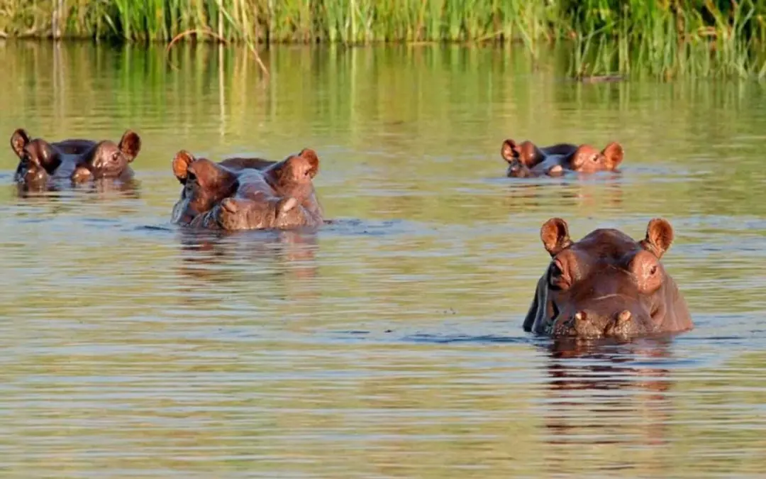 El Ministerio de Ambiente de Colombia confirma el inicio de la eutanasia para 80 hipopótamos de Pablo Escobar - Foto: Redes sociales