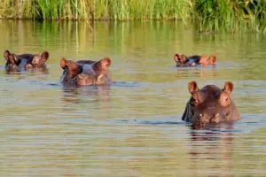 El Ministerio de Ambiente de Colombia confirma el inicio de la eutanasia para 80 hipopótamos de Pablo Escobar - Foto: Redes sociales