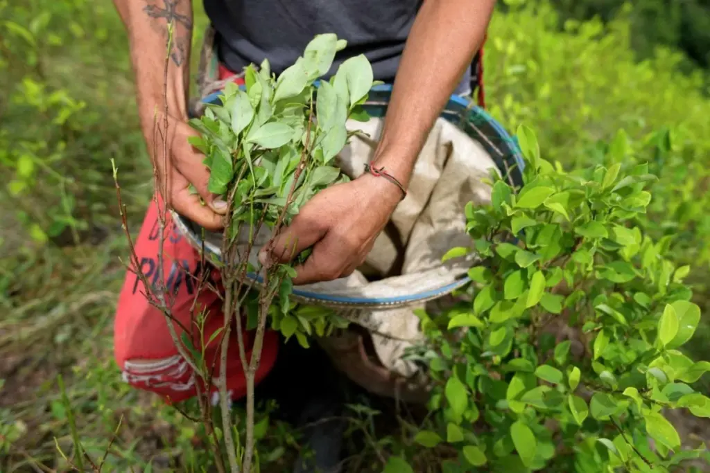El Ministerio de Justicia de Colombia y la UNODC presentaron el informe de cultivos de hoja de coca 2024 - Redes sociales
