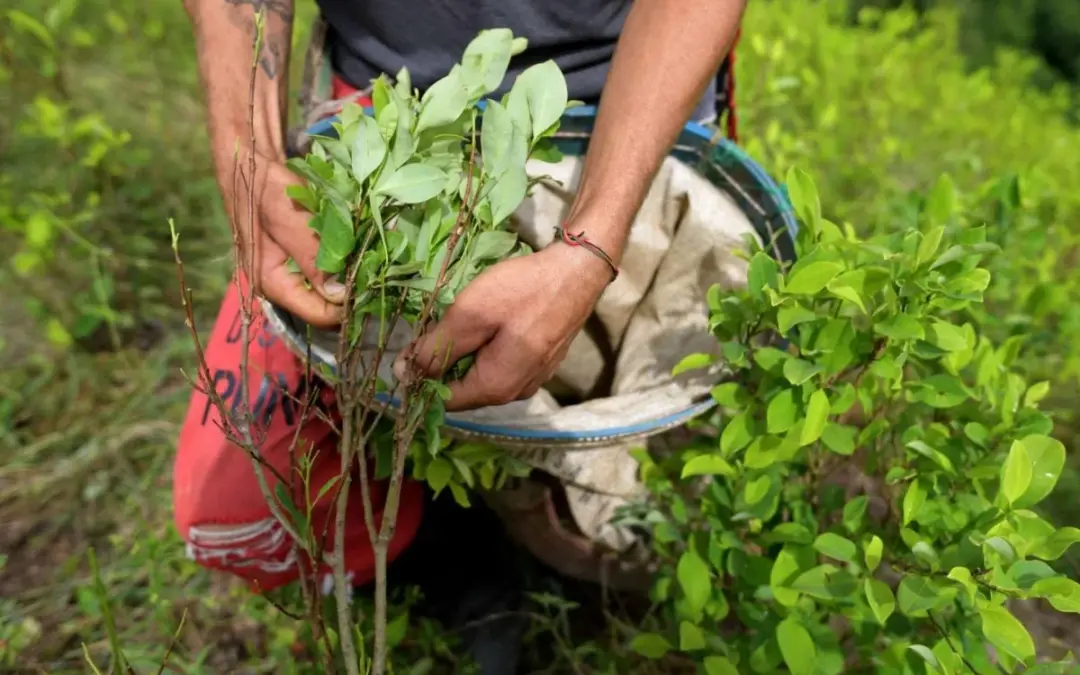 El Ministerio de Justicia de Colombia y la UNODC presentaron el informe de cultivos de hoja de coca 2024 - Redes sociales