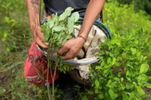 El Ministerio de Justicia de Colombia y la UNODC presentaron el informe de cultivos de hoja de coca 2024 - Redes sociales