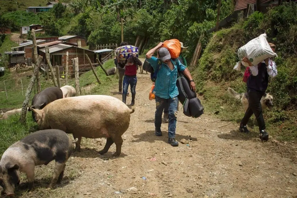 El Consejo Noruego para Refugiados alertó que Colombia, Ecuador y Honduras figuran entre las 10 crisis de desplazamiento más desatendidas del mundo en 2025 - Foto: Redes sociales