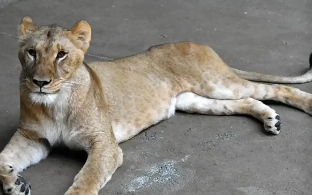 La muerte de tres leonas en el Parque Zoológico de Tama (Tokio) desata una ola de indignación liderada por PETA - Foto: Redes sociales