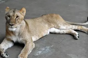 La muerte de tres leonas en el Parque Zoológico de Tama (Tokio) desata una ola de indignación liderada por PETA - Foto: Redes sociales