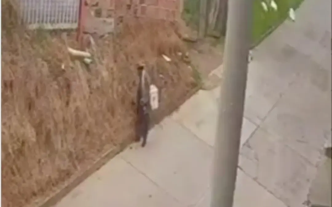 Autoridades identificaron a un adulto mayor en San Cristóbal tras ser grabado provocando un incendio forestal en San Cristóbal - Foto: Captura de video