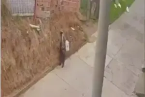 Autoridades identificaron a un adulto mayor en San Cristóbal tras ser grabado provocando un incendio forestal en San Cristóbal - Foto: Captura de video